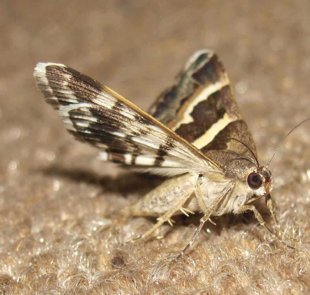 Moths Moth Treatments